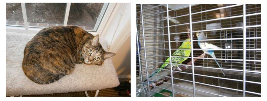 Southfork pets, a cat, Miss Stripes, and two parakeets.
