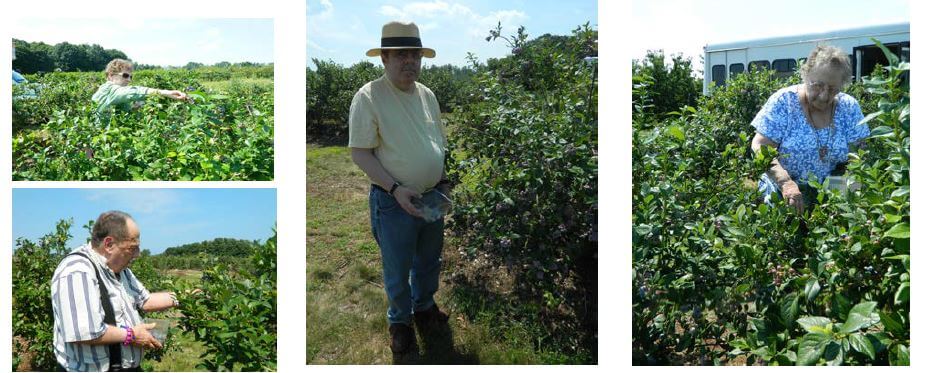 Woodcrest Commons’ residents picking blueberries at Green Acres Farm