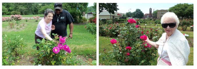  Westwood Commons residents getting a close up view of some fuchsia roses