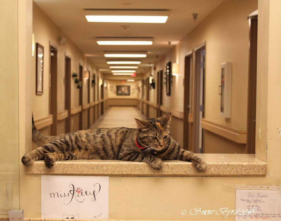 Miss kitty laying on the counter at Twelve Oaks 